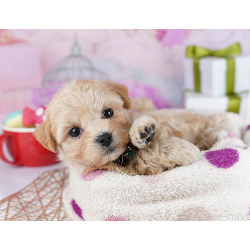 販売中の神奈川県のマルプー:マルチーズ×トイプードル-434055の13枚目