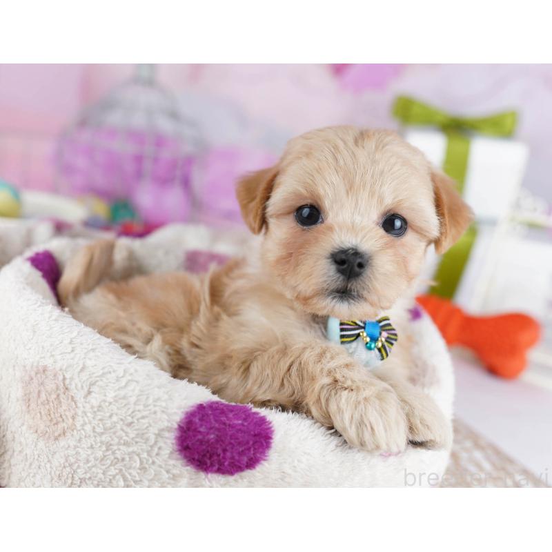 販売中の神奈川県のマルプー:マルチーズ×トイプードル-434055の12枚目