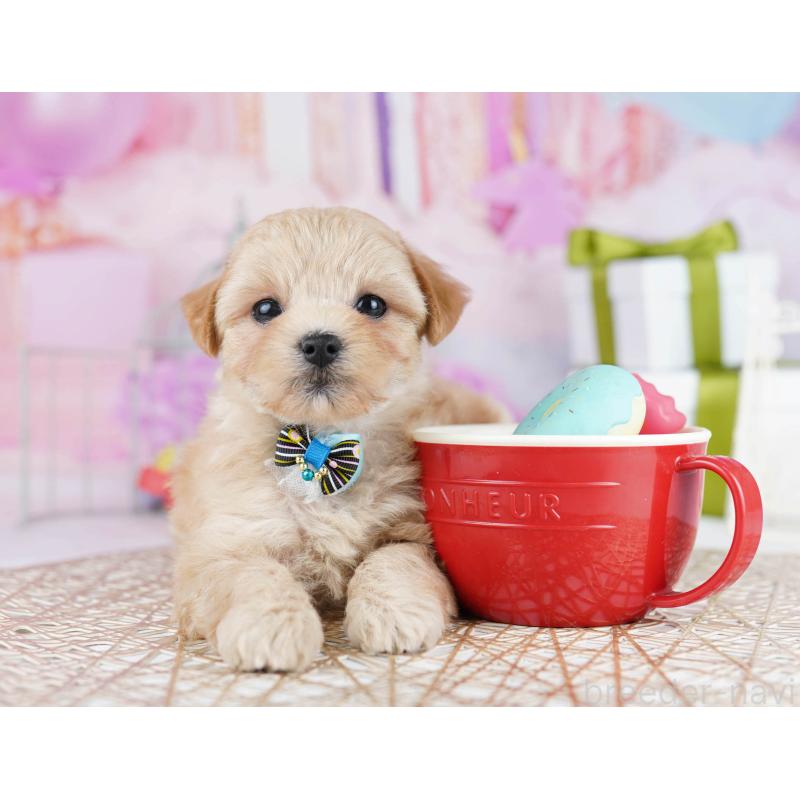 販売中の神奈川県のマルプー:マルチーズ×トイプードル-434055の11枚目