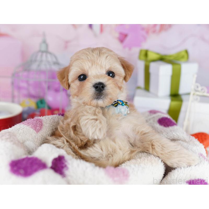 販売中の神奈川県のマルプー:マルチーズ×トイプードル-434055の10枚目