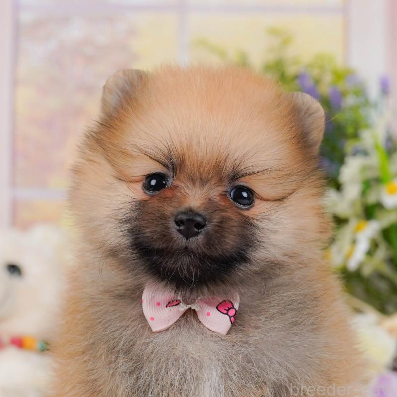 販売中ののポメラニアン-434058