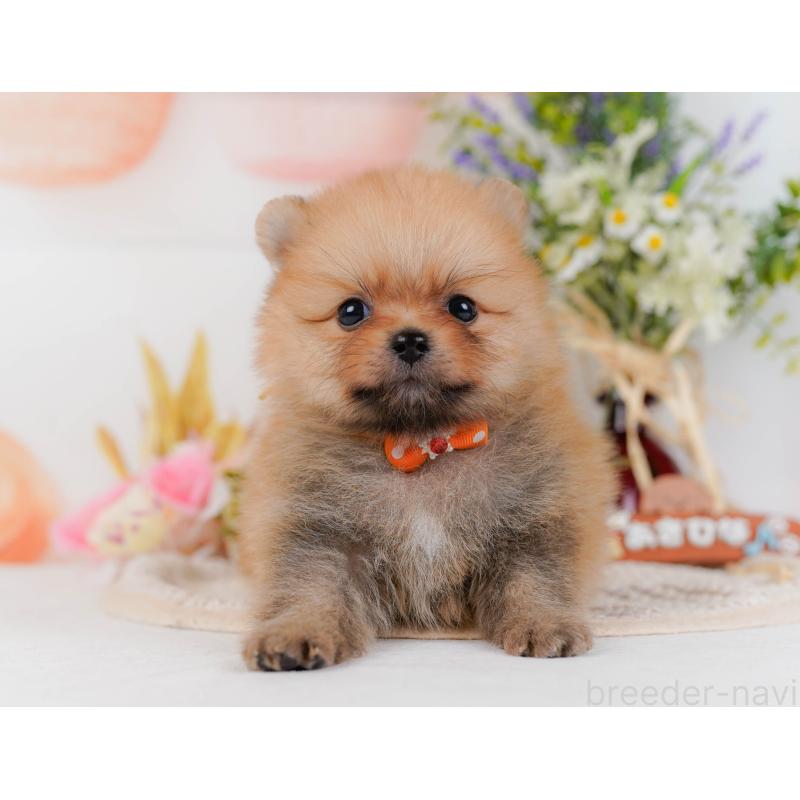 販売中の神奈川県のポメラニアン-434059の14枚目