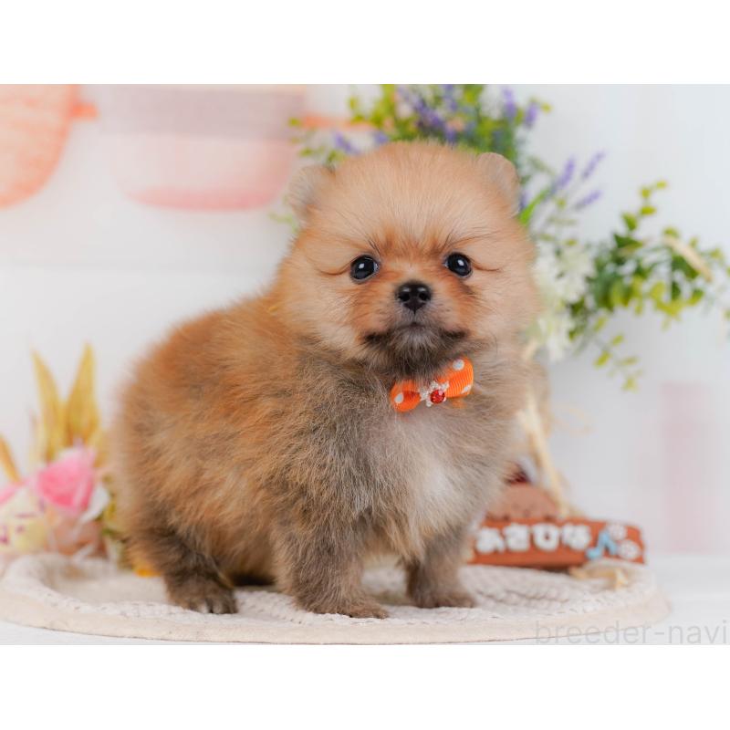 販売中の神奈川県のポメラニアン-434059の13枚目