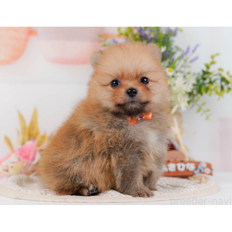 販売中の神奈川県のポメラニアン-434059の12枚目