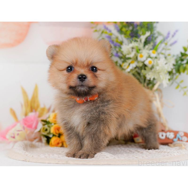 販売中の神奈川県のポメラニアン-434059の11枚目
