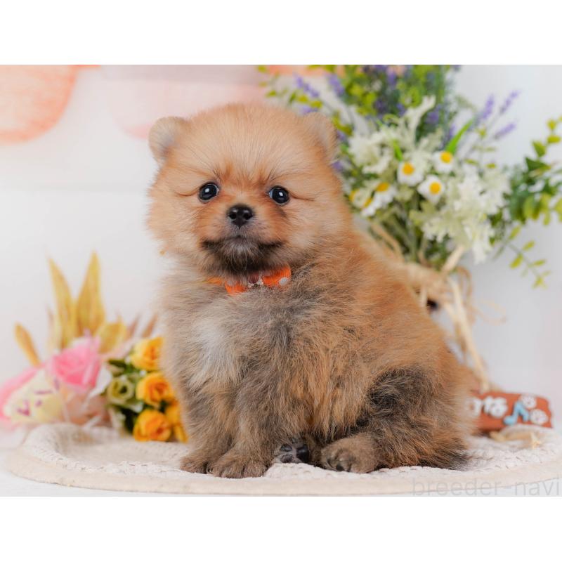 販売中の神奈川県のポメラニアン-434059の10枚目