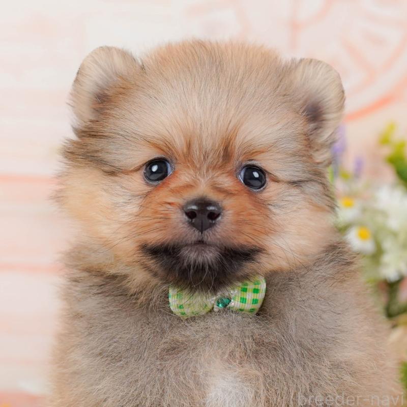 販売中の神奈川県のポメラニアン-434061