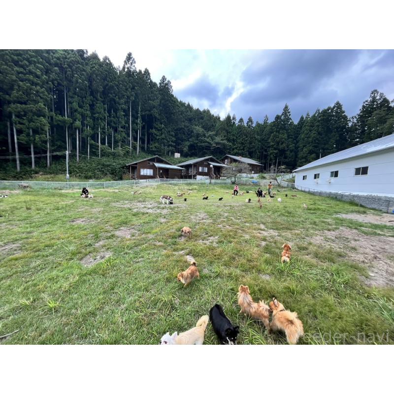 販売中の栃木県のトイプードル-424359の2枚目