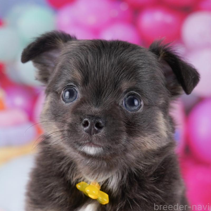 販売中の神奈川県のチワワ(ロングコート)-434063の1枚目