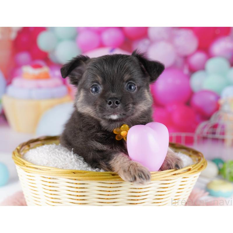 販売中の神奈川県のチワワ(ロングコート)-434063の15枚目