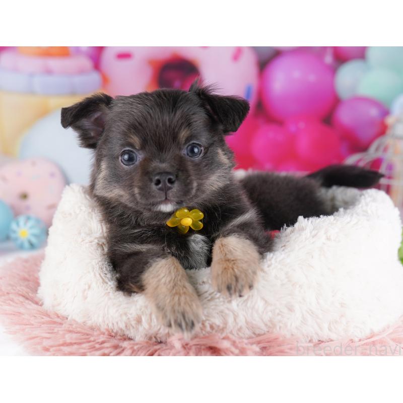 販売中の神奈川県のチワワ(ロングコート)-434063の14枚目