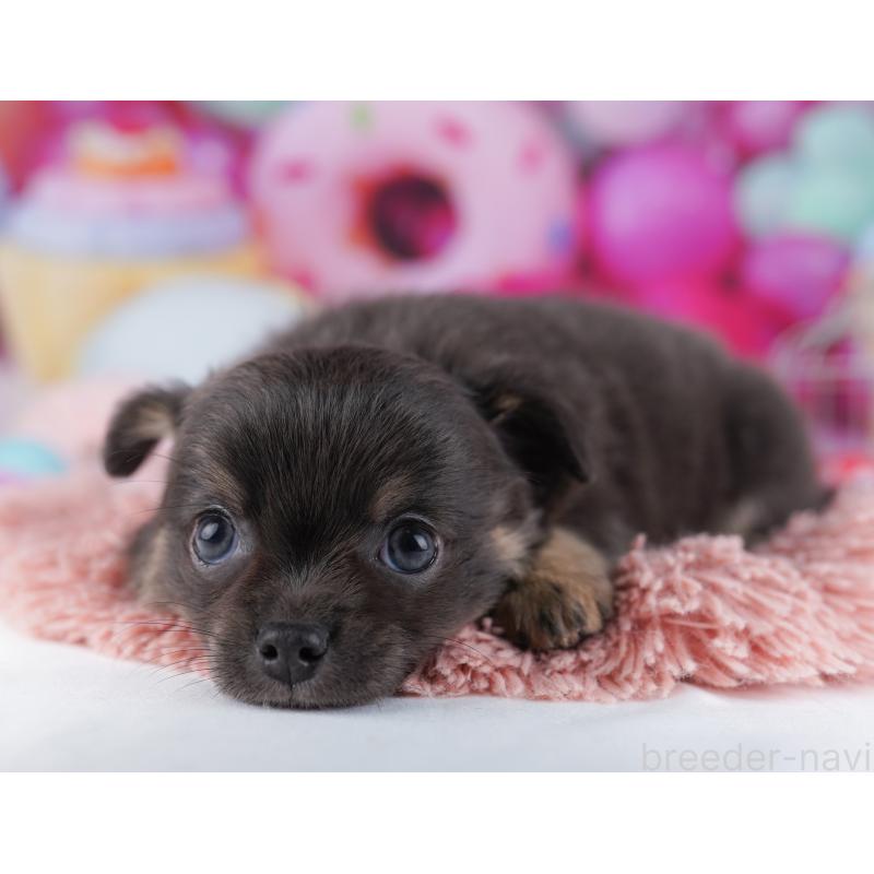 販売中の神奈川県のチワワ(ロングコート)-434063の13枚目