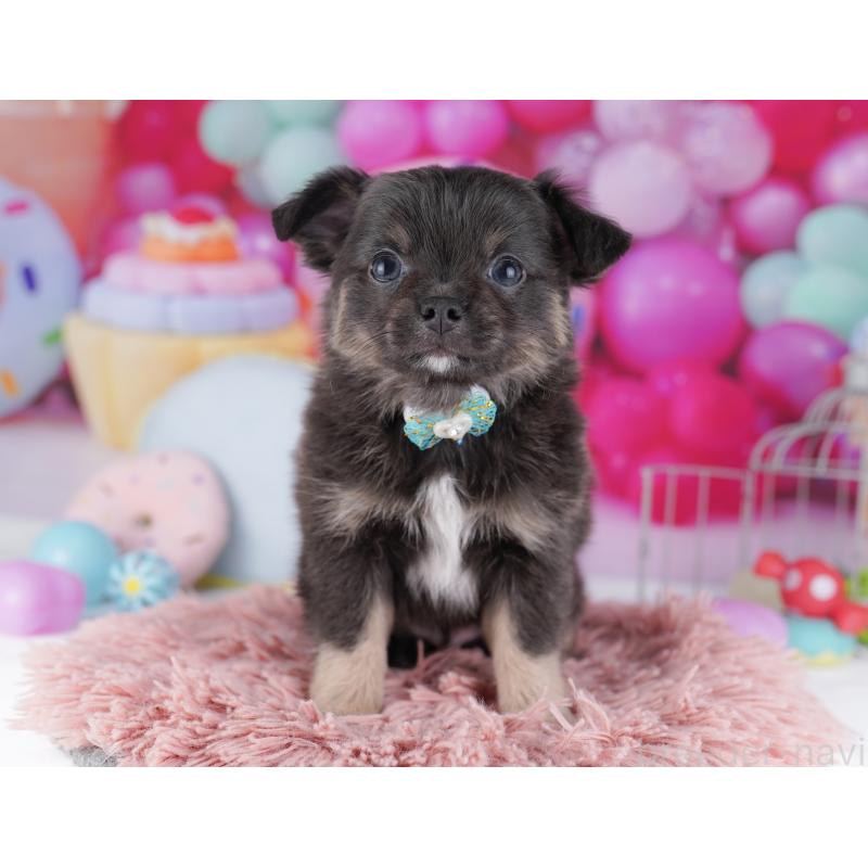 販売中の神奈川県のチワワ(ロングコート)-434063の12枚目