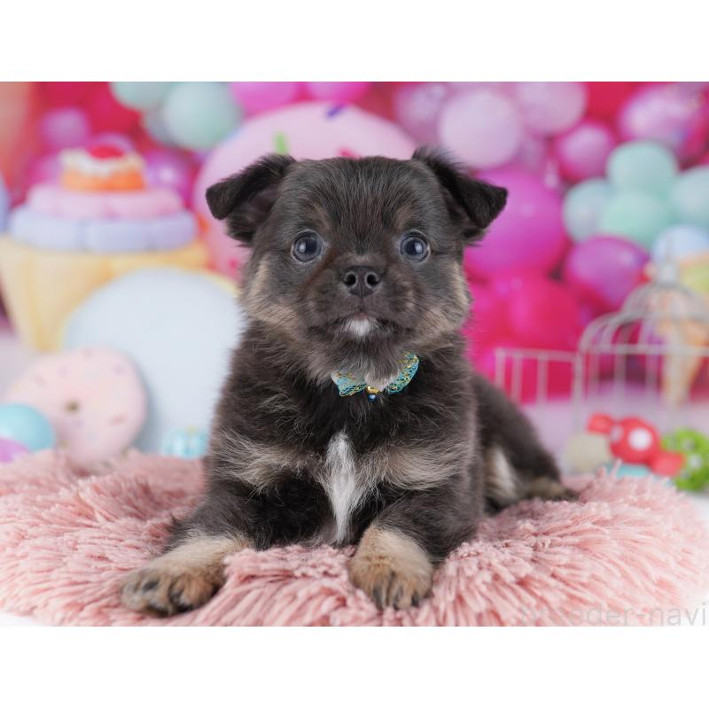 販売中の神奈川県のチワワ(ロングコート)-434063の11枚目