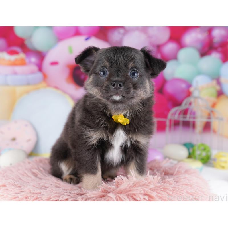 販売中の神奈川県のチワワ(ロングコート)-434063の10枚目