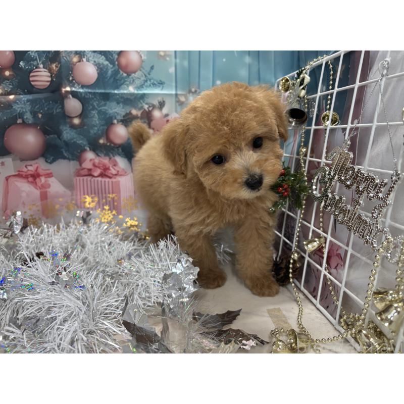 販売中の栃木県のタイニープードル-424869の7枚目