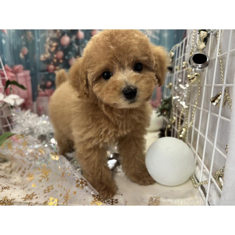 販売中の栃木県のタイニープードル-424869