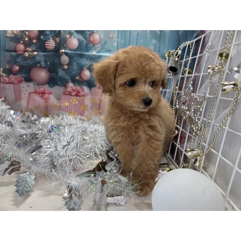 販売中の栃木県のタイニープードル-424869の6枚目