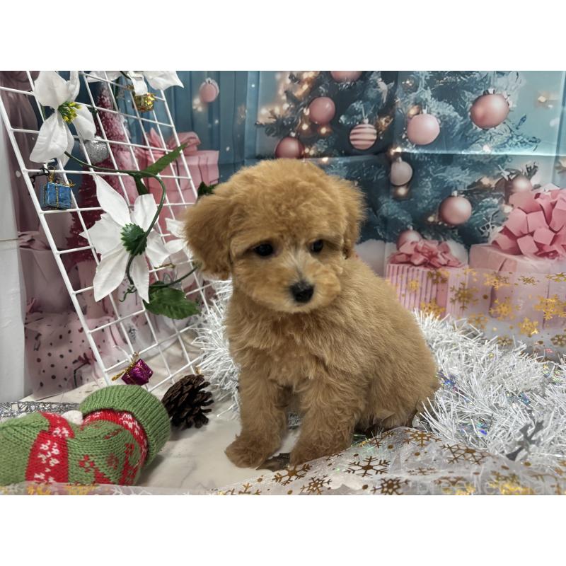 販売中の栃木県のタイニープードル-424869の5枚目