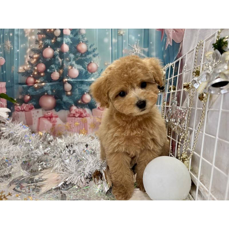 販売中の栃木県のタイニープードル-424869の4枚目