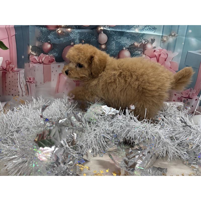 販売中の栃木県のタイニープードル-424869の3枚目