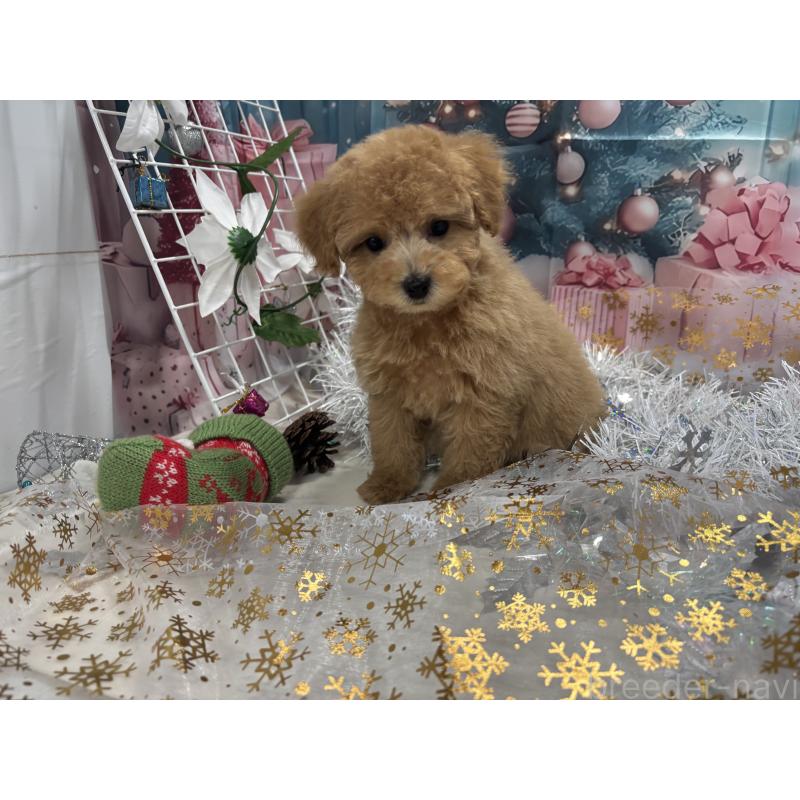 販売中の栃木県のタイニープードル-424869の2枚目