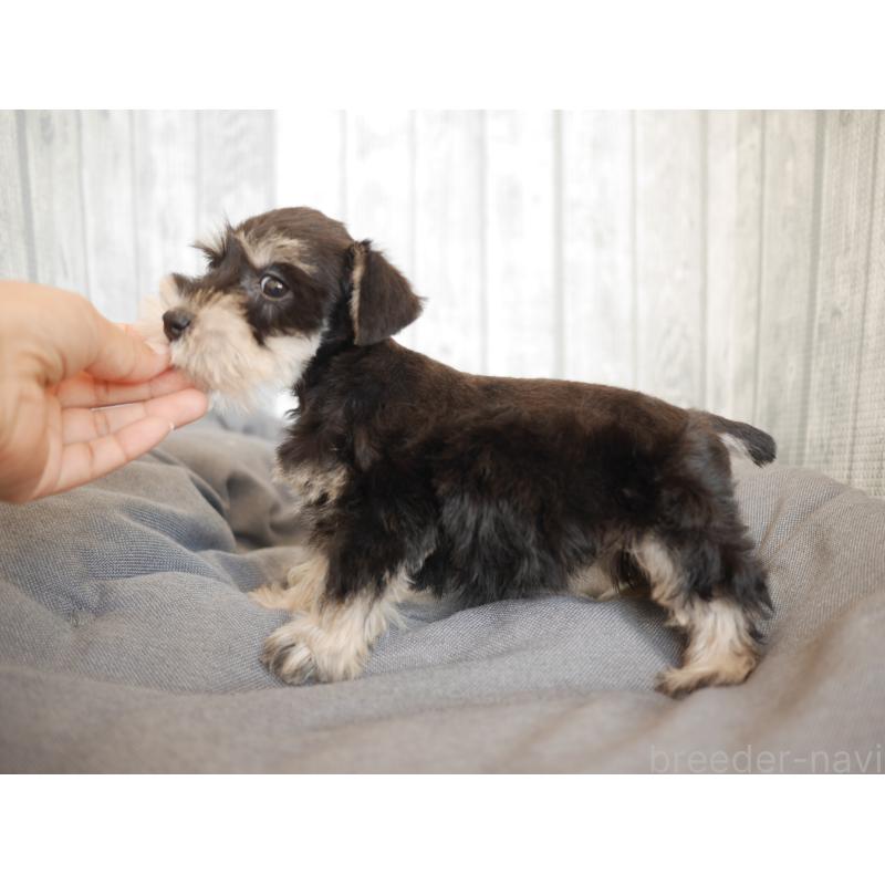 販売中の福岡県のミニチュアシュナウザー-434065の2枚目