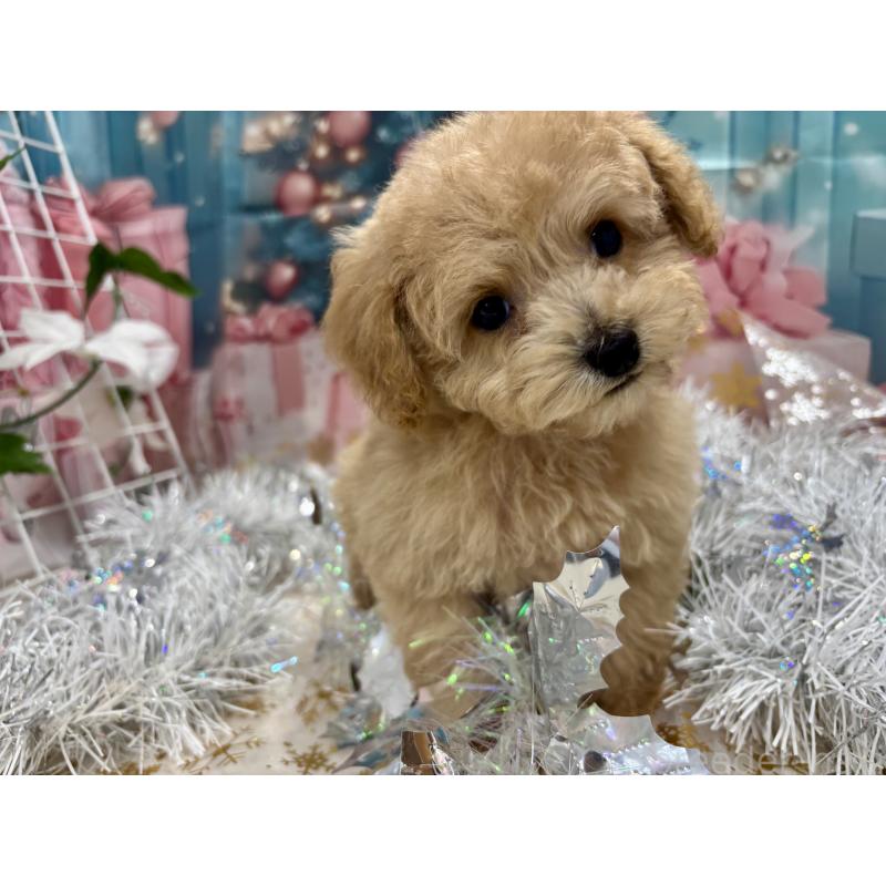 販売中の栃木県のティーカッププードル-424871