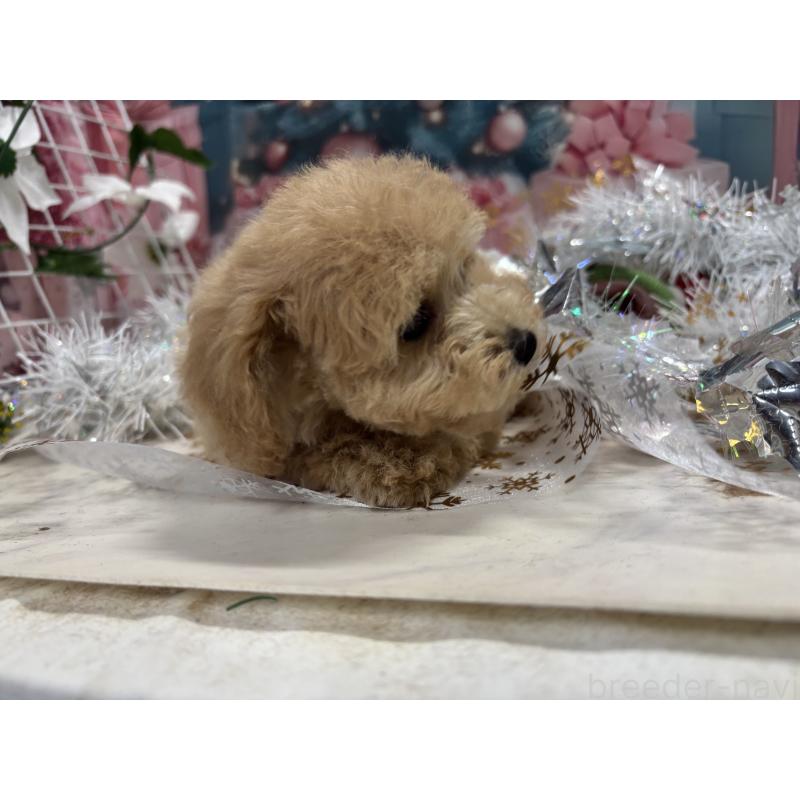 販売中の栃木県のティーカッププードル-424871の7枚目