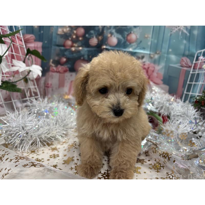 販売中の栃木県のティーカッププードル-424871の6枚目