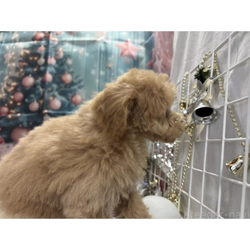 販売中の栃木県のティーカッププードル-424871の5枚目