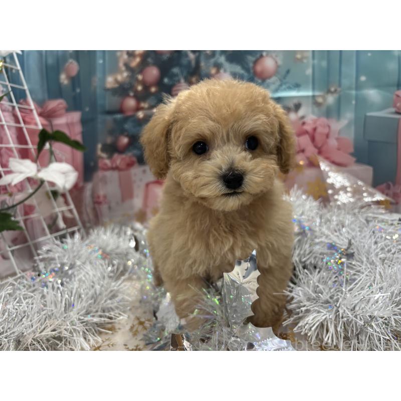 販売中の栃木県のティーカッププードル-424871の4枚目