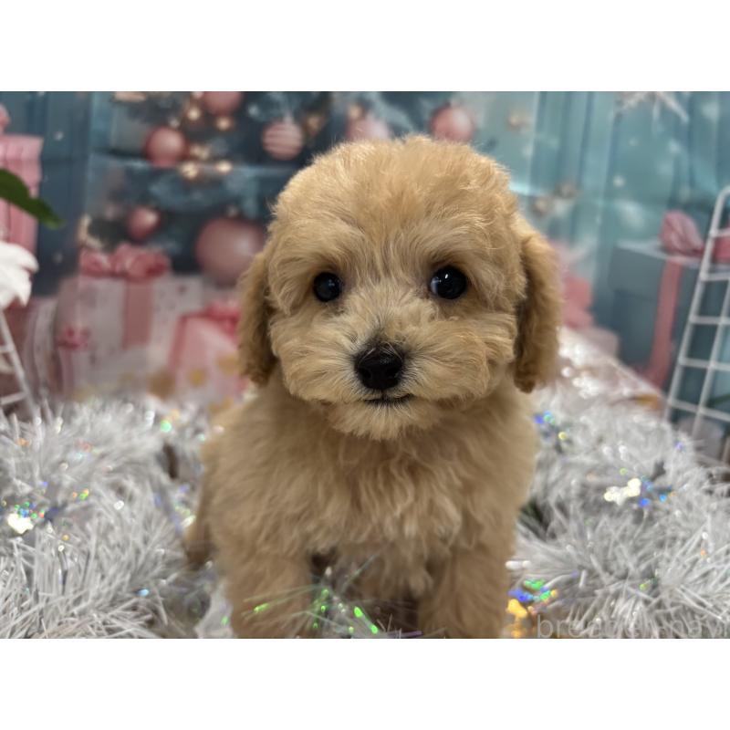 販売中の栃木県のティーカッププードル-424871の3枚目