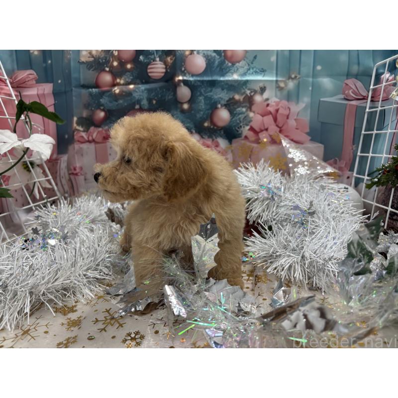 販売中の栃木県のティーカッププードル-424871の2枚目