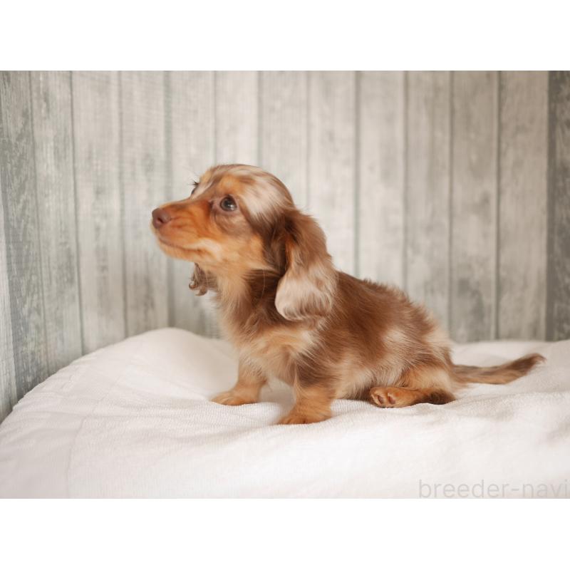 販売中の福岡県のカニンヘンダックスフンド(ロングヘアード)-434066の2枚目