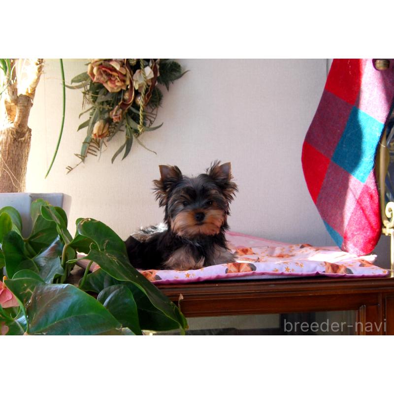 販売中の兵庫県のヨークシャーテリア-434068の7枚目