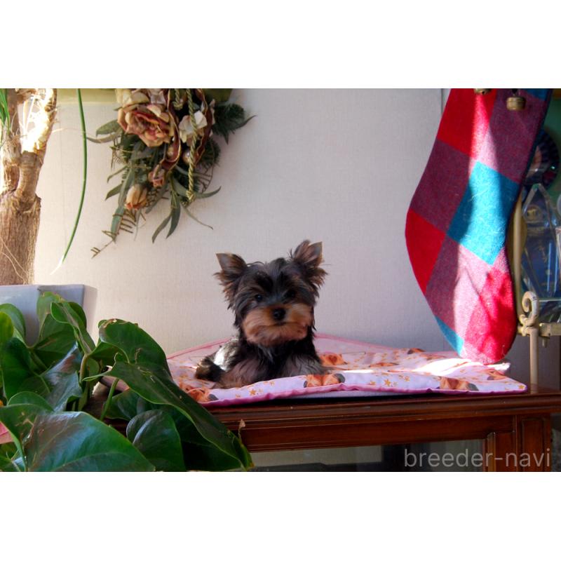 販売中の兵庫県のヨークシャーテリア-434068の6枚目