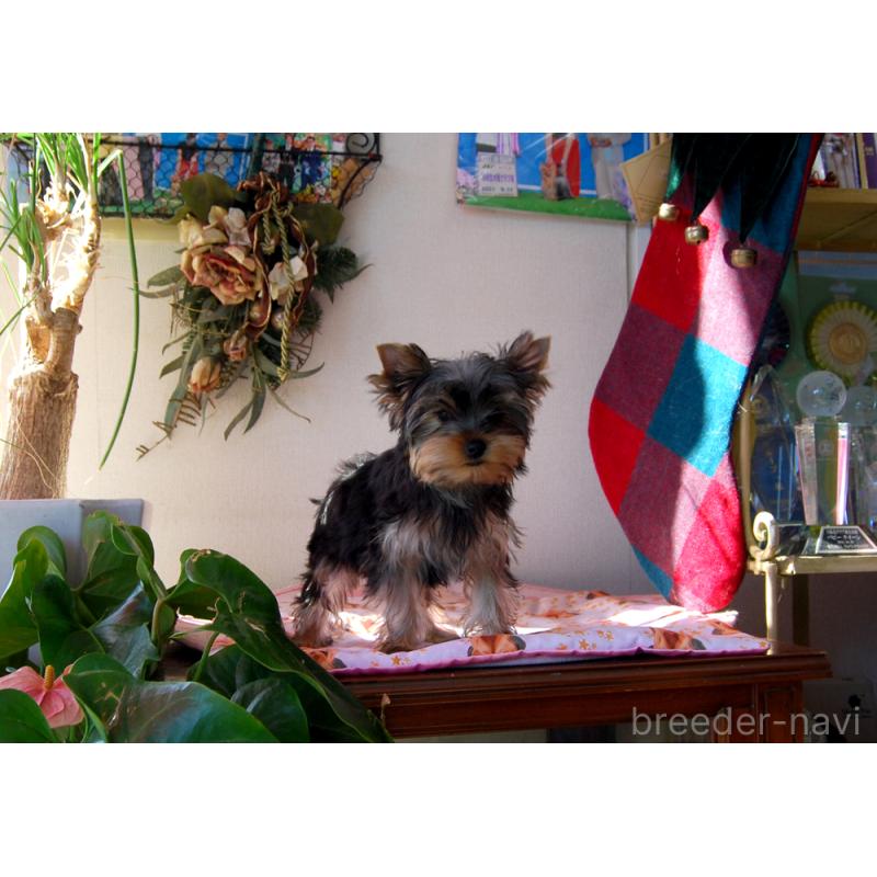 販売中の兵庫県のヨークシャーテリア-434068の5枚目