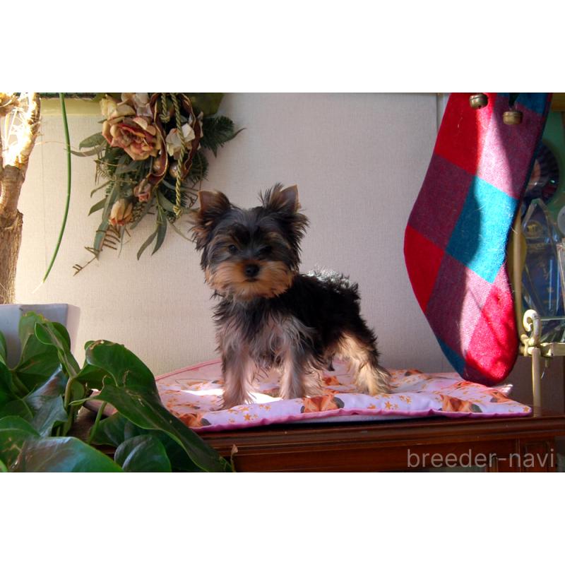 販売中の兵庫県のヨークシャーテリア-434068の4枚目