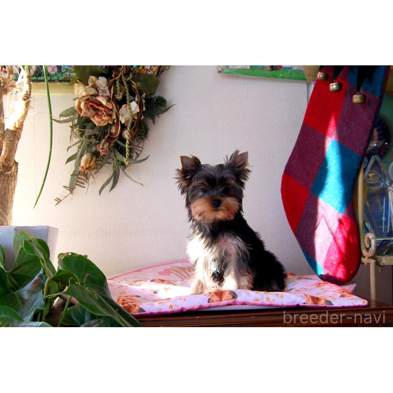 販売中の兵庫県のヨークシャーテリア-434068の3枚目