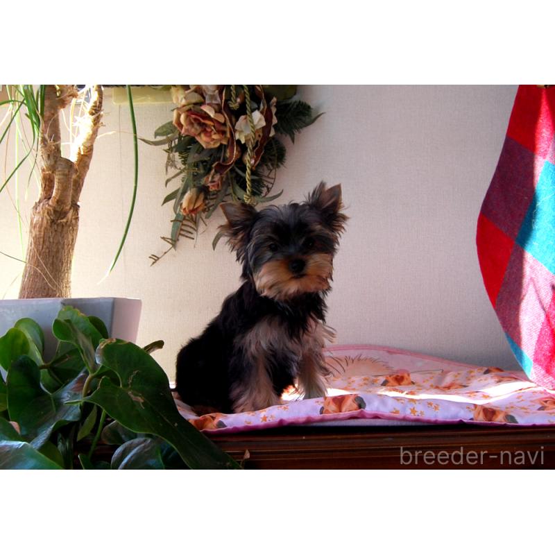 販売中の兵庫県のヨークシャーテリア-434068の2枚目