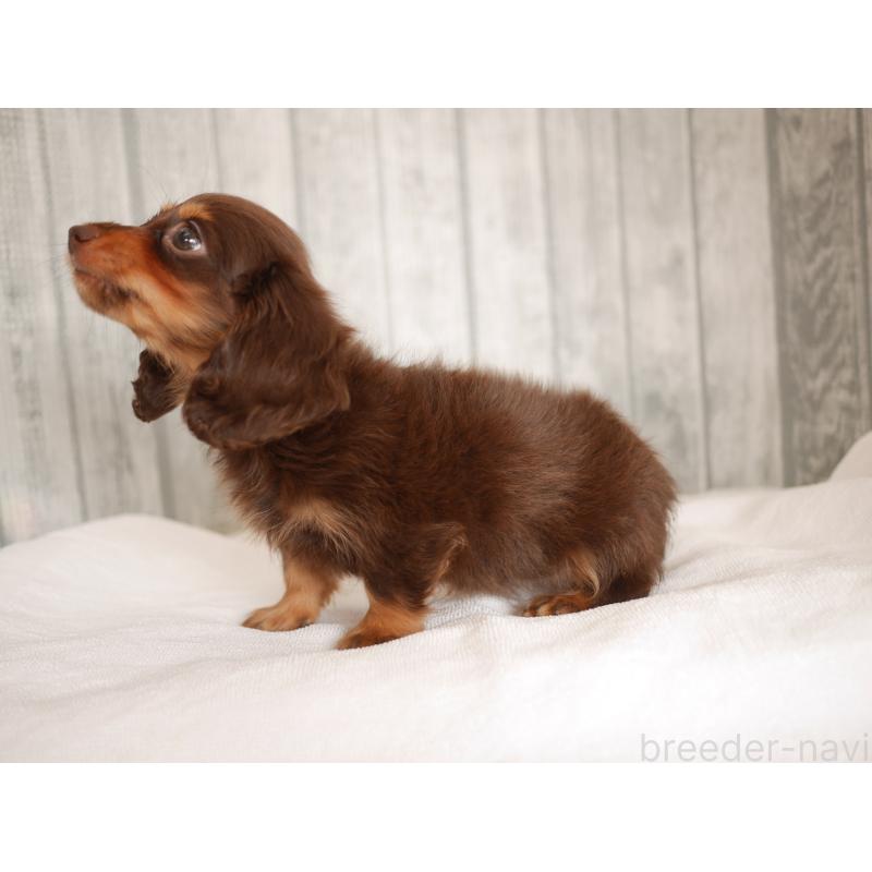 販売中の福岡県のカニンヘンダックスフンド(ロングヘアード)-434067の2枚目