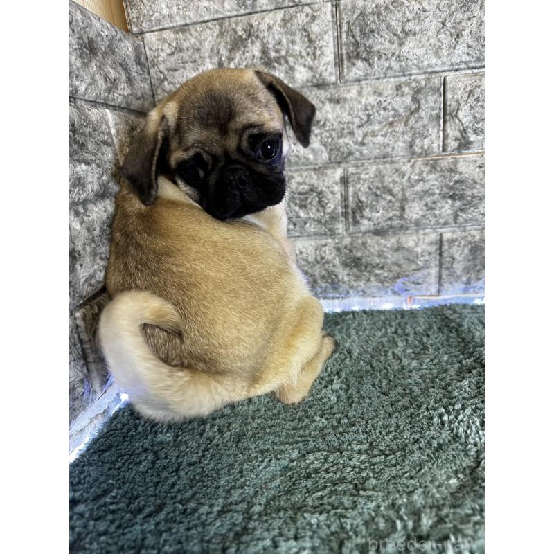販売中の千葉県のパグ-413020の9枚目