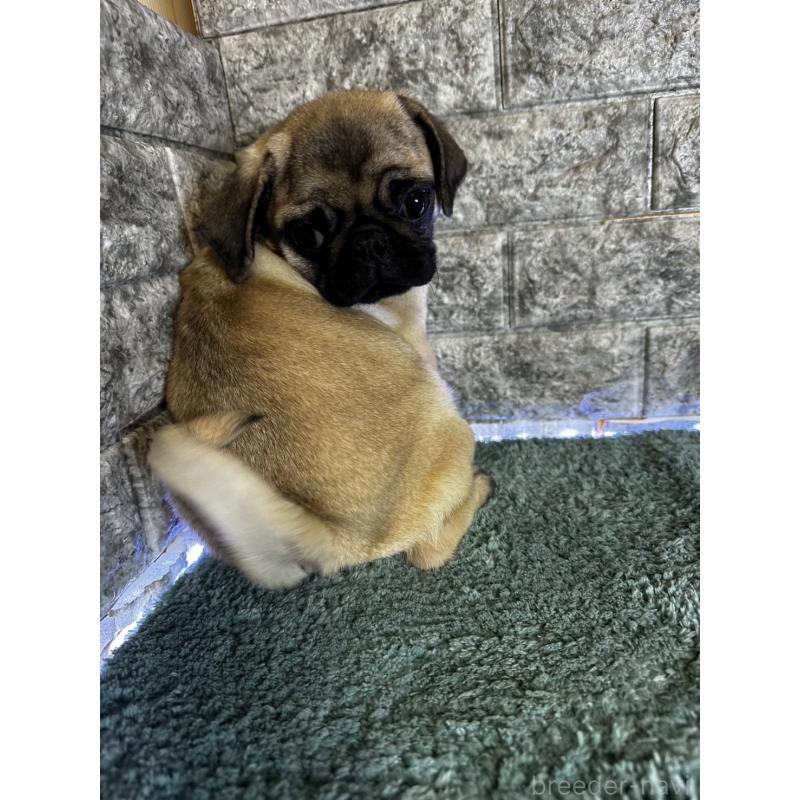 販売中の千葉県のパグ-413020の8枚目