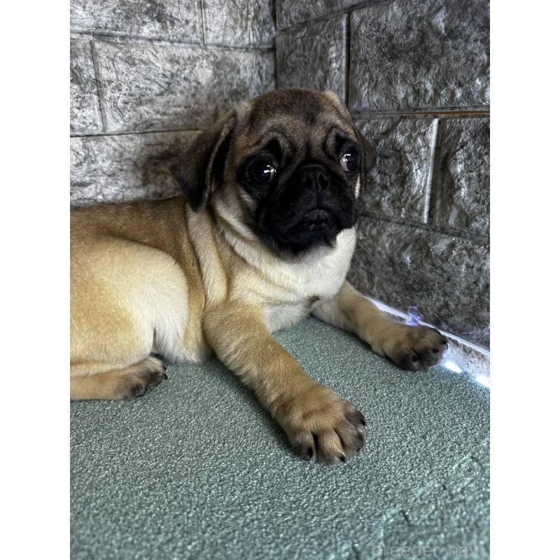 販売中の千葉県のパグ-413020の7枚目