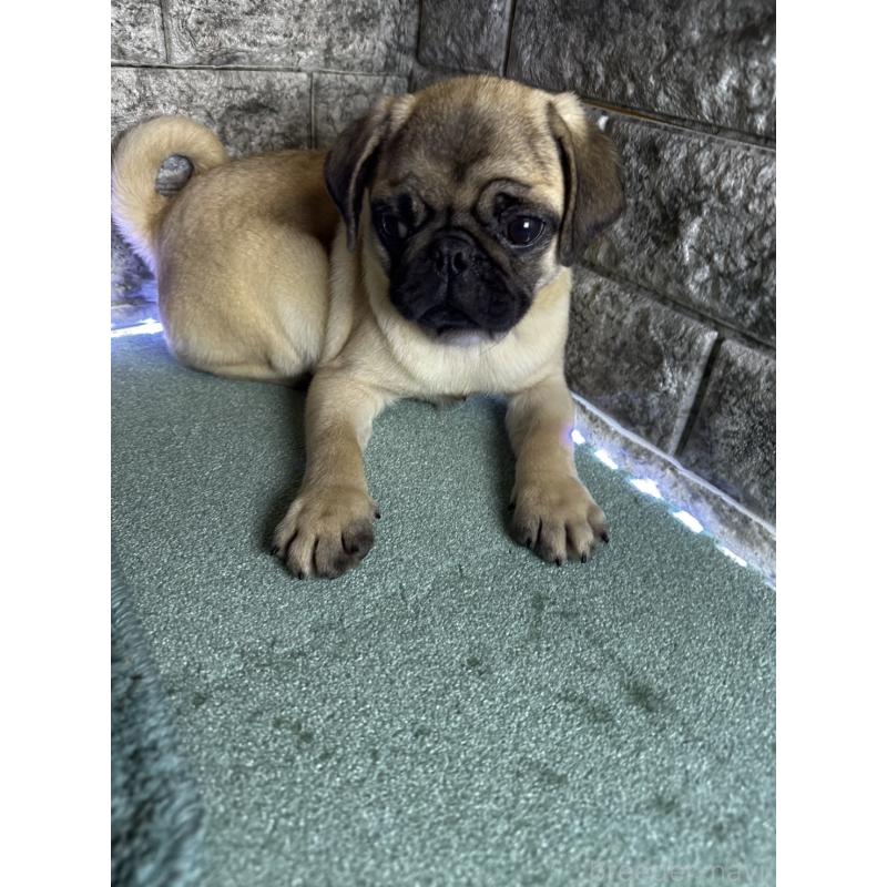 販売中の千葉県のパグ-413020の6枚目