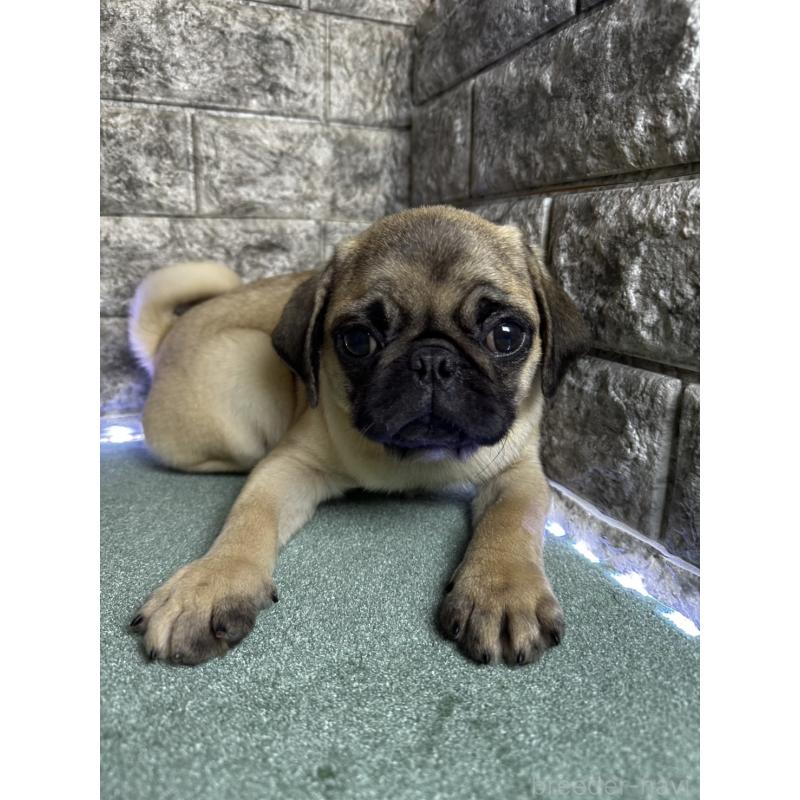 販売中の千葉県のパグ-413020の3枚目