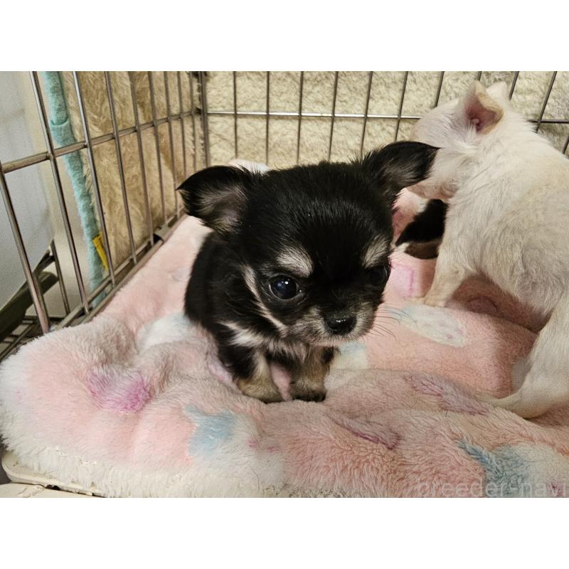 販売中の愛知県のチワワ(ロングコート)-434069の6枚目