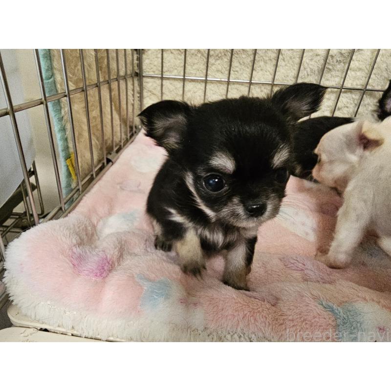 販売中の愛知県のチワワ(ロングコート)-434069の5枚目