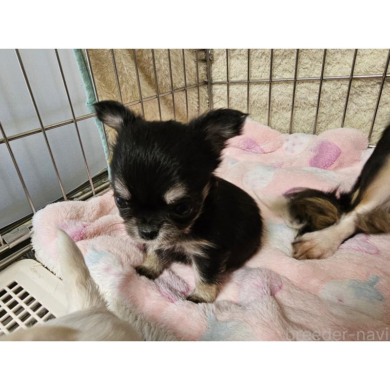 販売中の愛知県のチワワ(ロングコート)-434069の4枚目